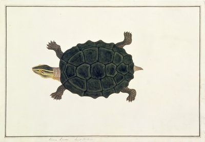 Tortuga Terrestre, Koora Koora, de Dibujos de Animales, Insectos y Reptiles de Malaca, c.1805-18 de Chinese School